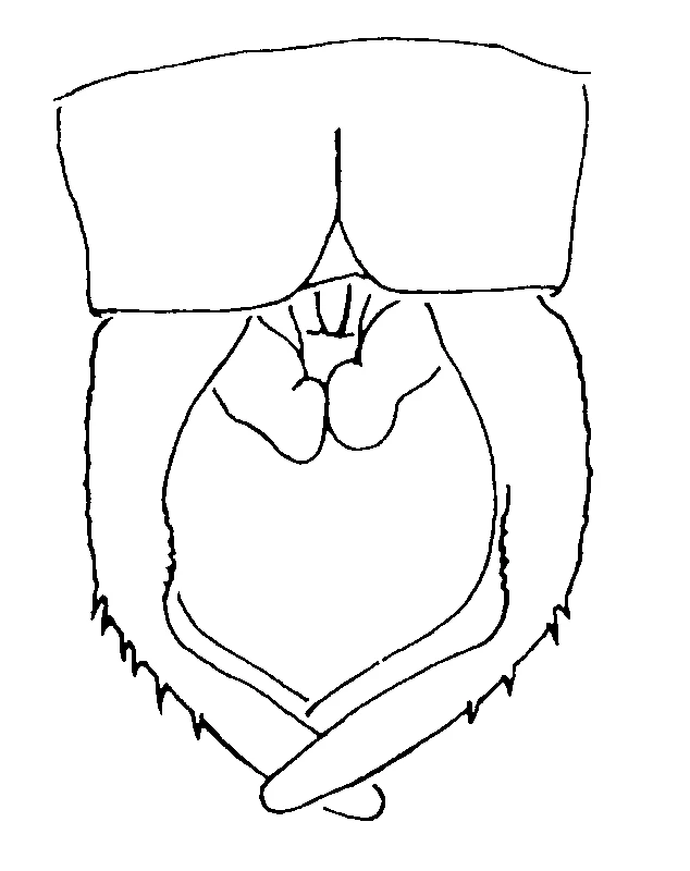 couplet drawing