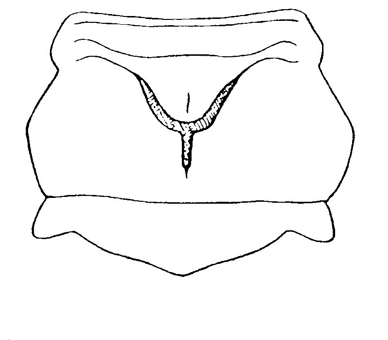 couplet drawing