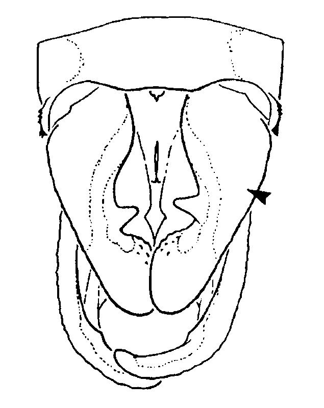 couplet drawing