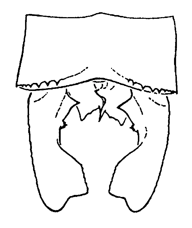 couplet drawing