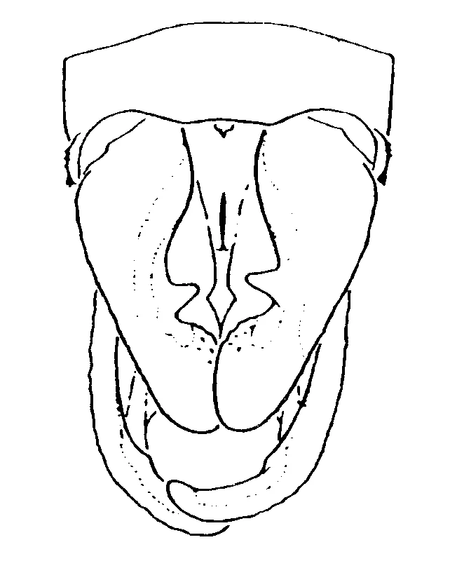 couplet drawing