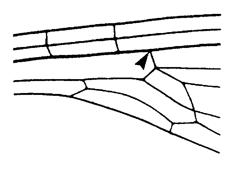 couplet drawing
