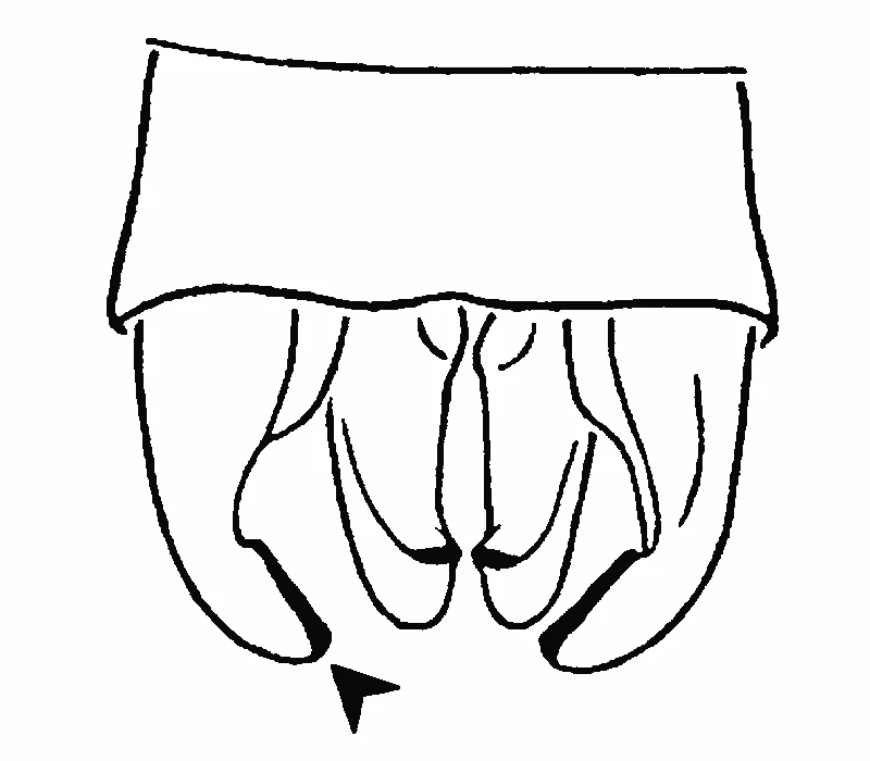couplet drawing