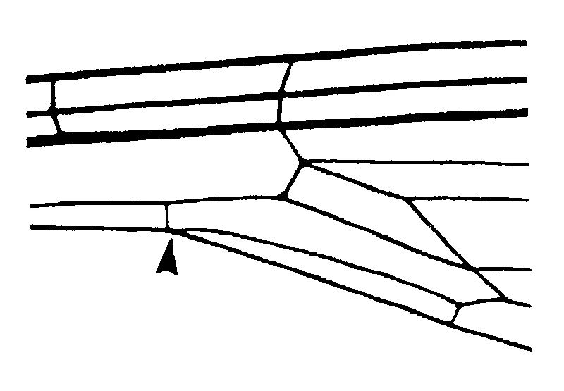 couplet drawing
