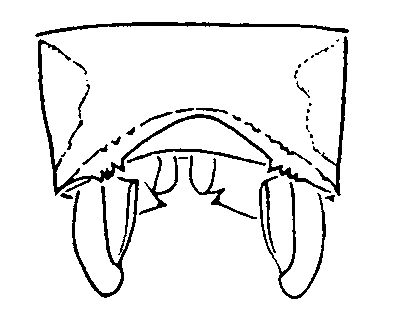 couplet drawing