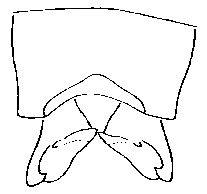 couplet drawing