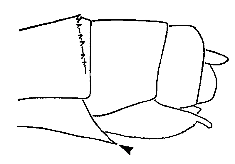 couplet drawing