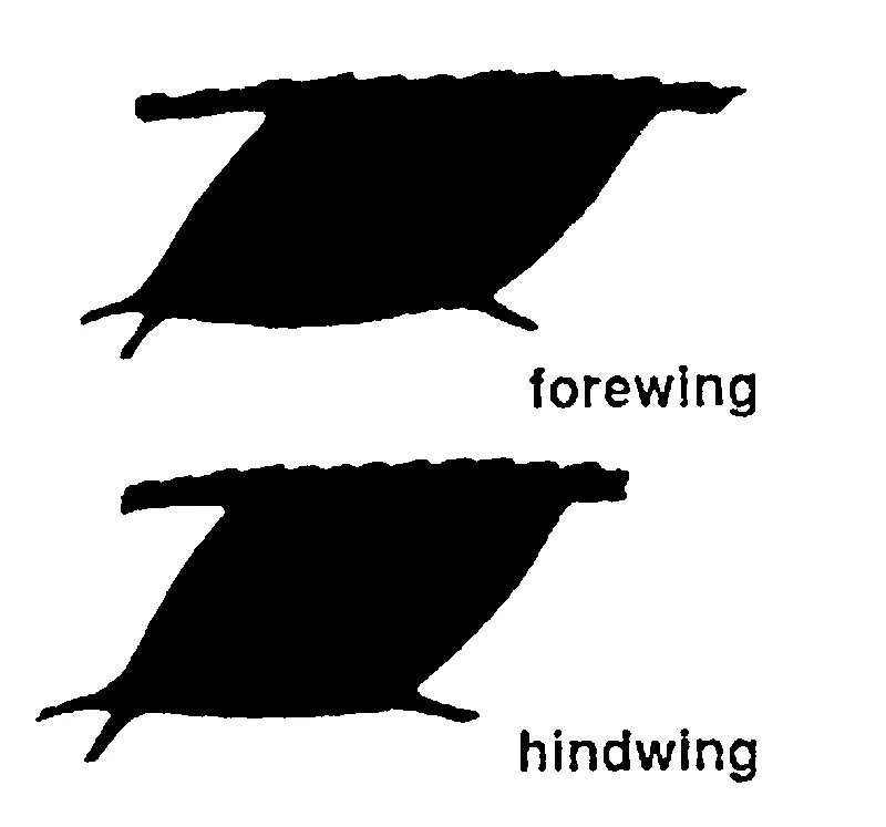 couplet drawing
