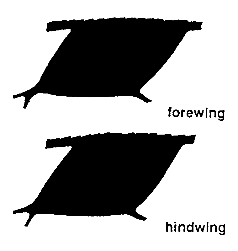 couplet drawing