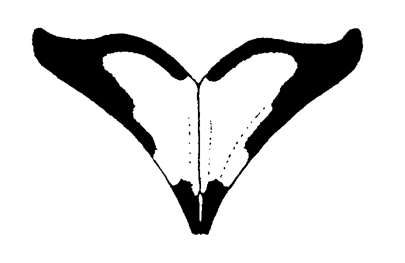 couplet drawing