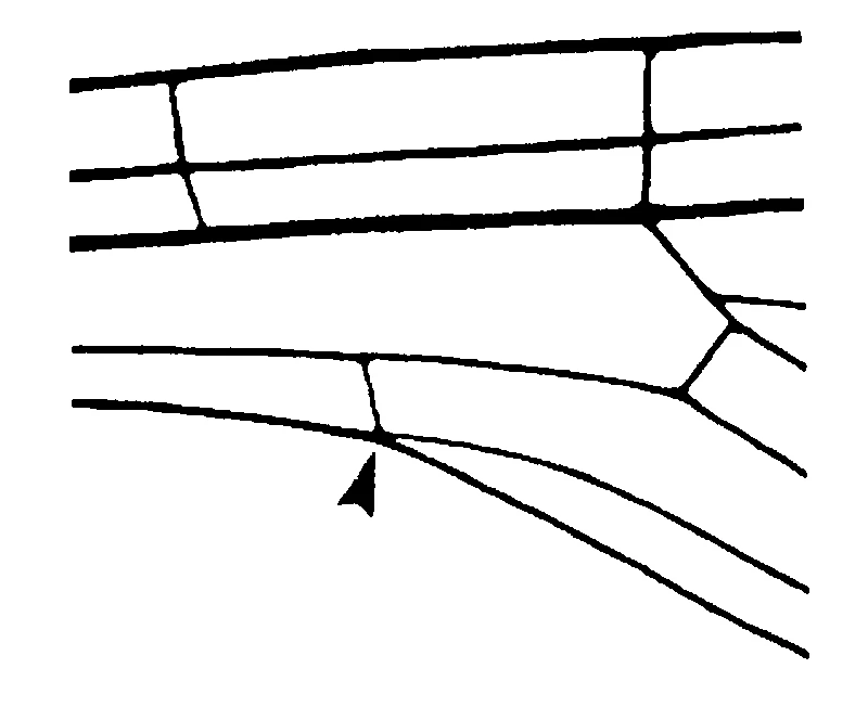 couplet drawing