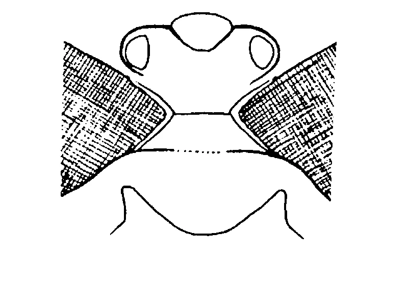 couplet drawing