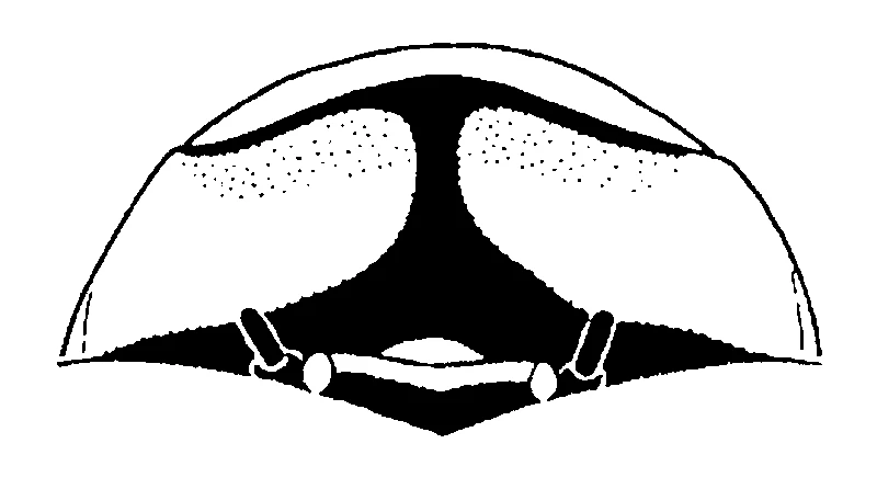 couplet drawing