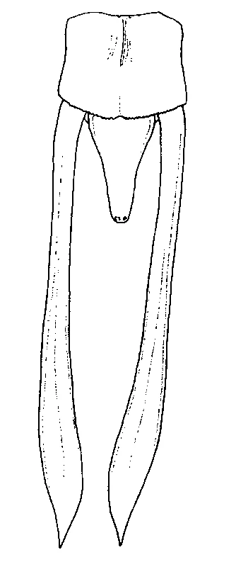 couplet drawing