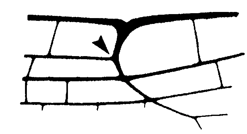couplet drawing