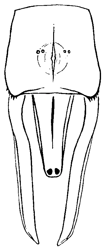 couplet drawing