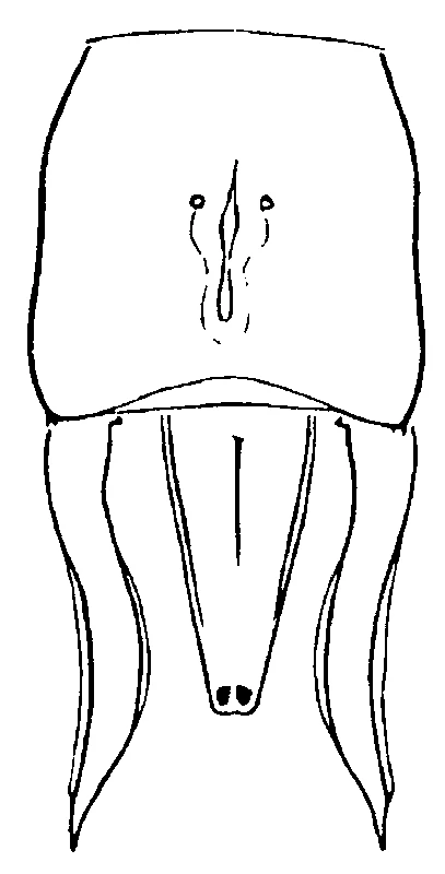 couplet drawing