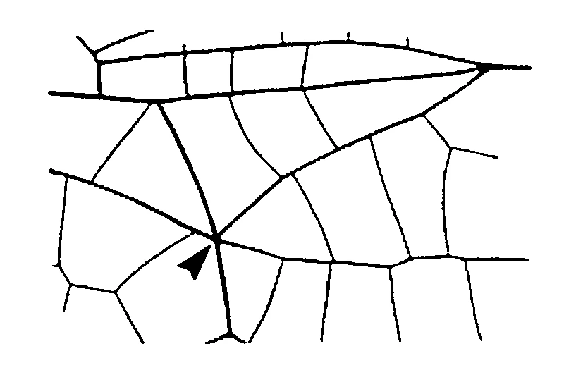 couplet drawing