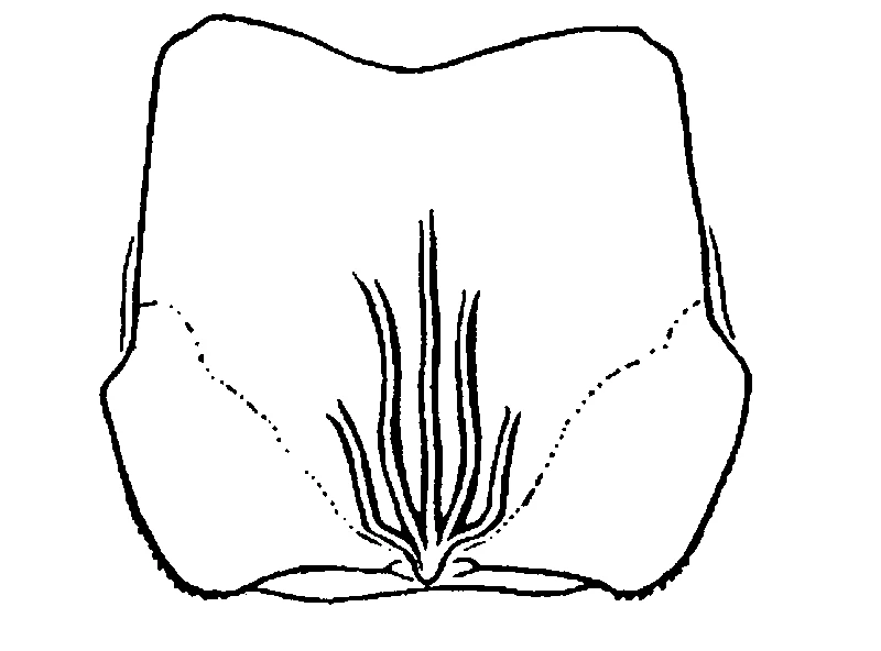 couplet drawing