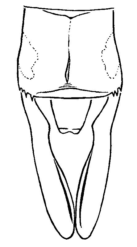 couplet drawing