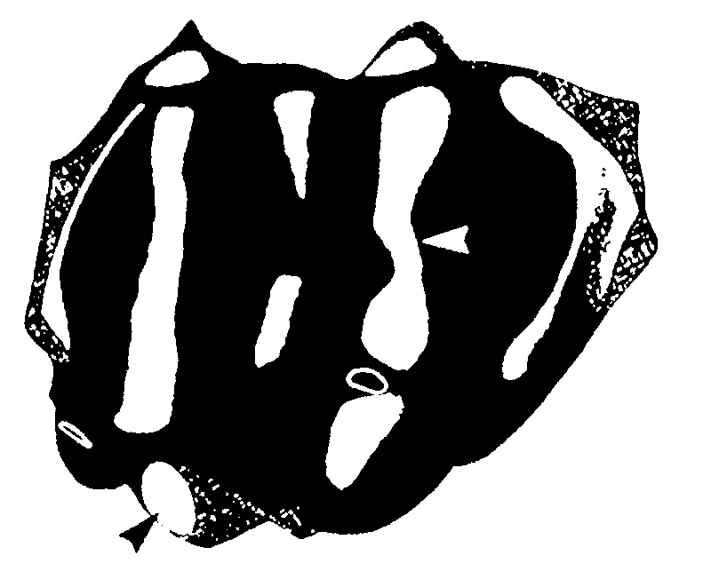 couplet drawing