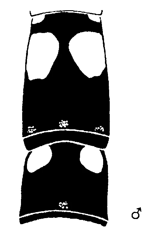 couplet drawing