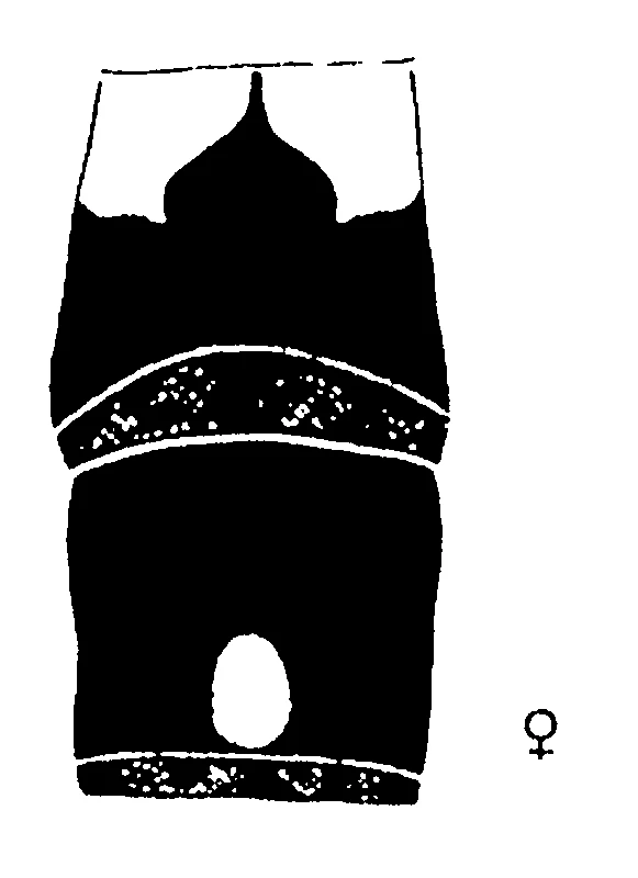 couplet drawing