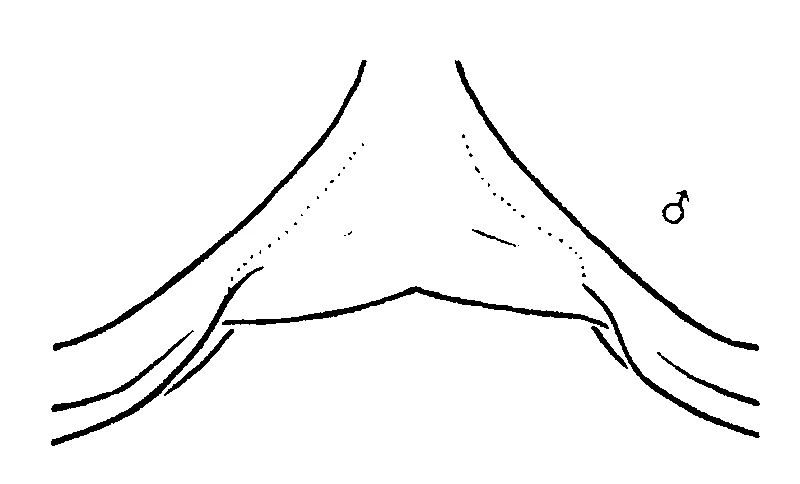 couplet drawing