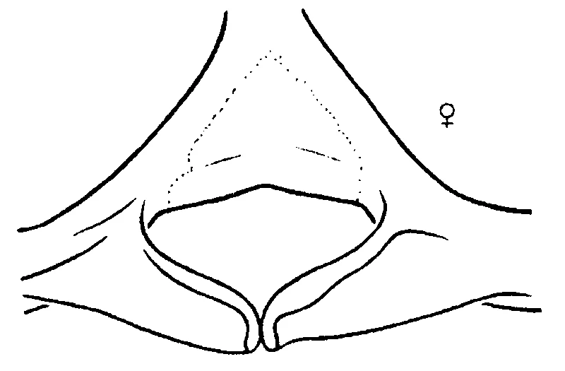 couplet drawing