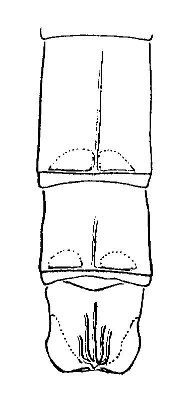 couplet drawing