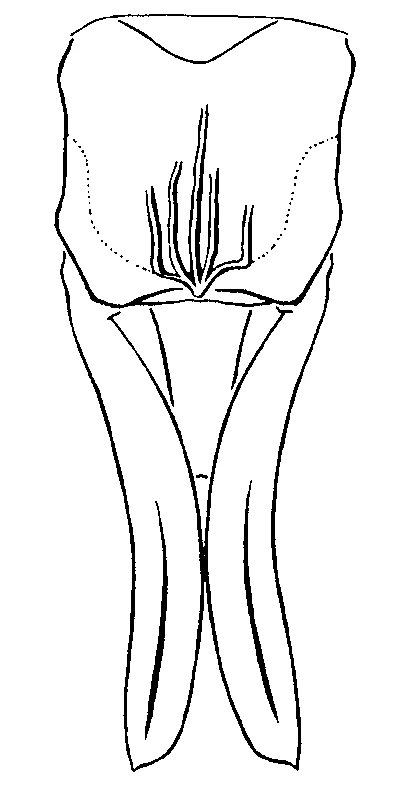 couplet drawing