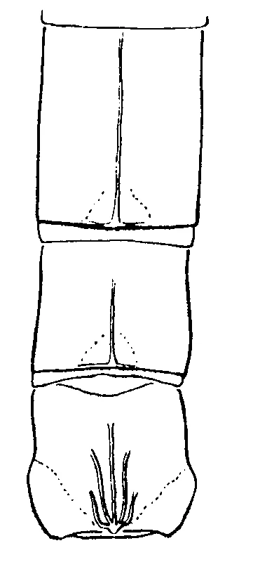 couplet drawing