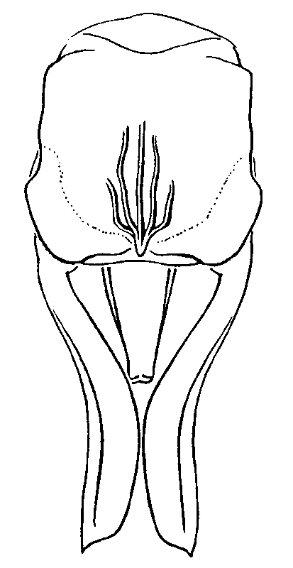 couplet drawing