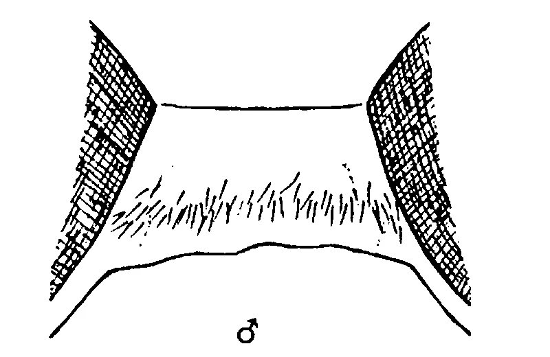 couplet drawing