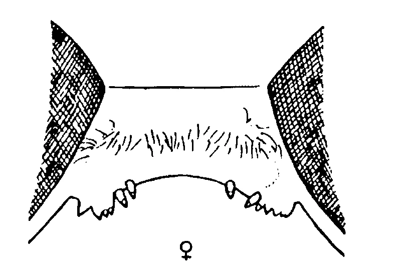 couplet drawing