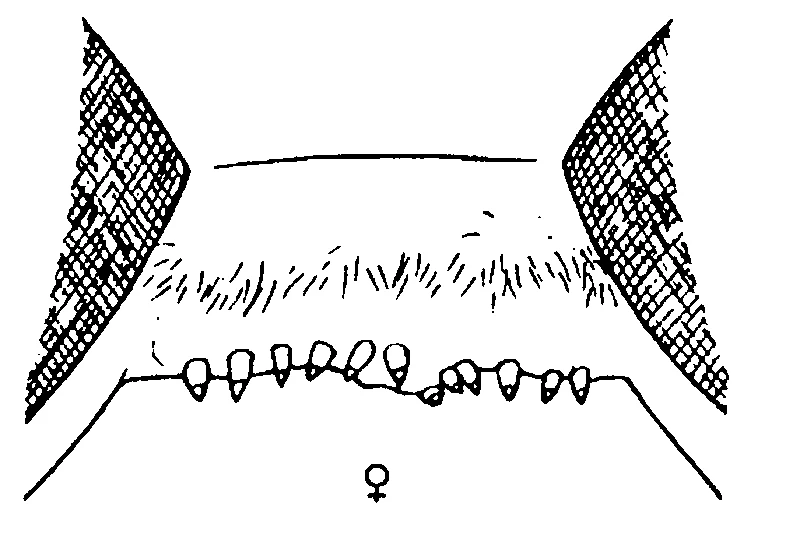 couplet drawing