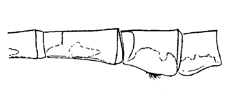 couplet drawing