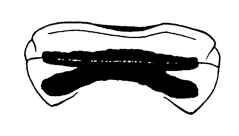 couplet drawing