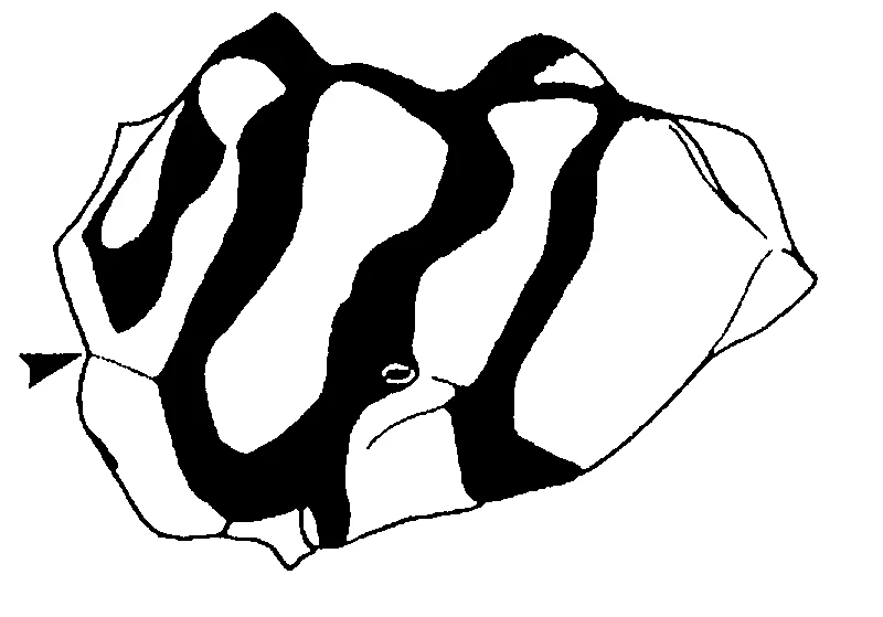 couplet drawing