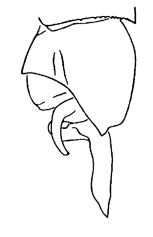 couplet drawing