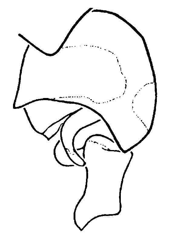 couplet drawing