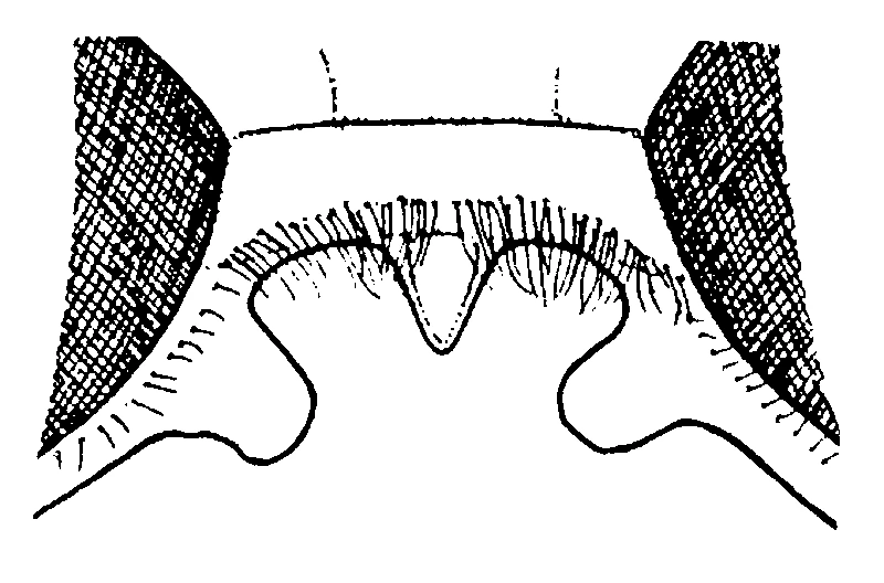 couplet drawing