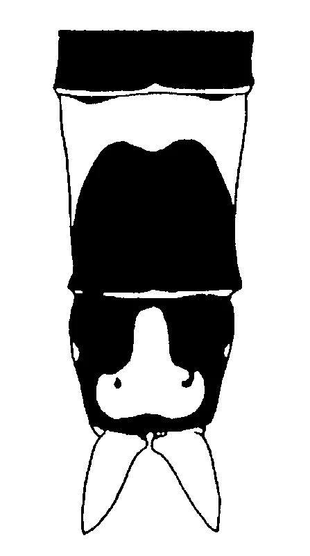 couplet drawing