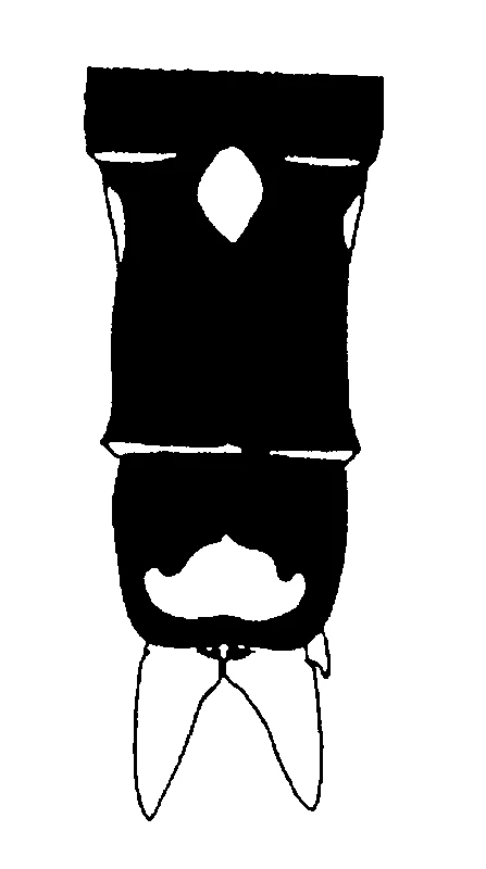 couplet drawing