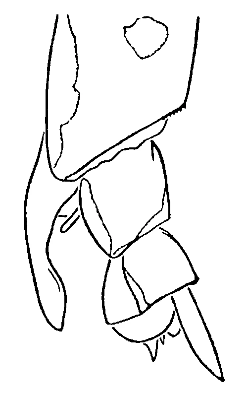 couplet drawing