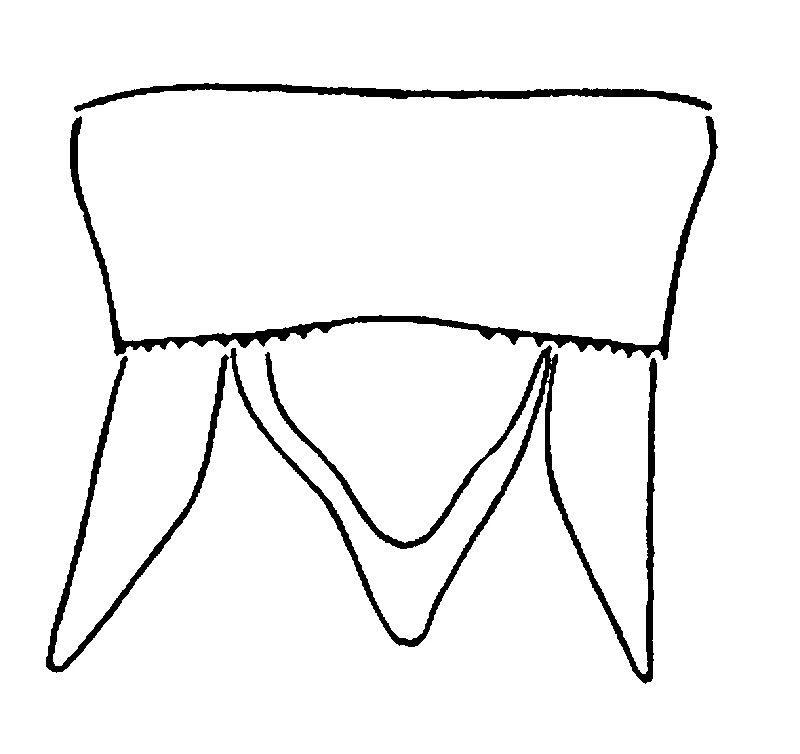 couplet drawing