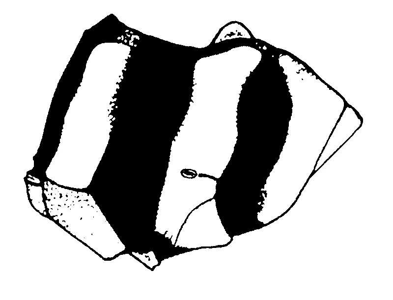 couplet drawing