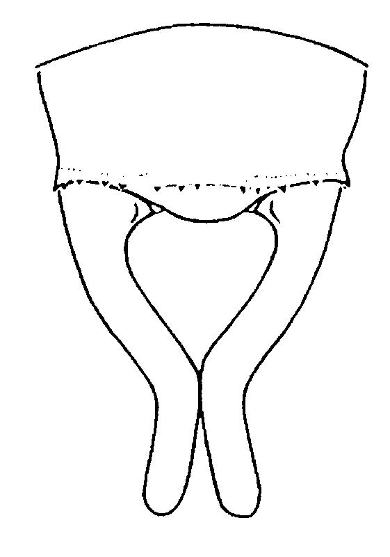 couplet drawing