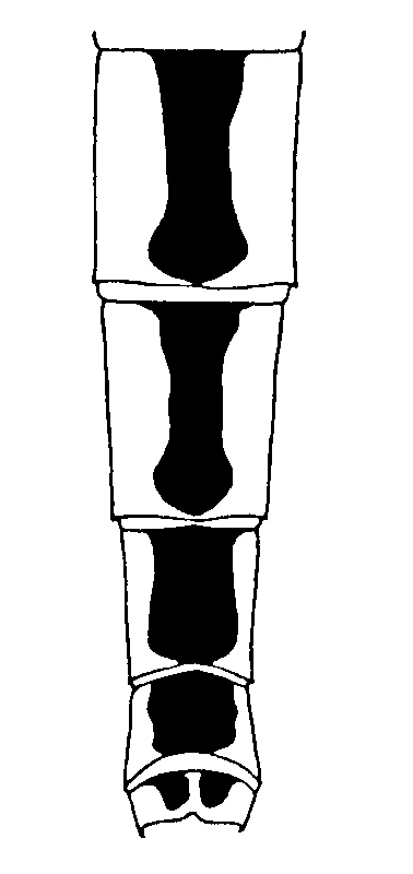 couplet drawing