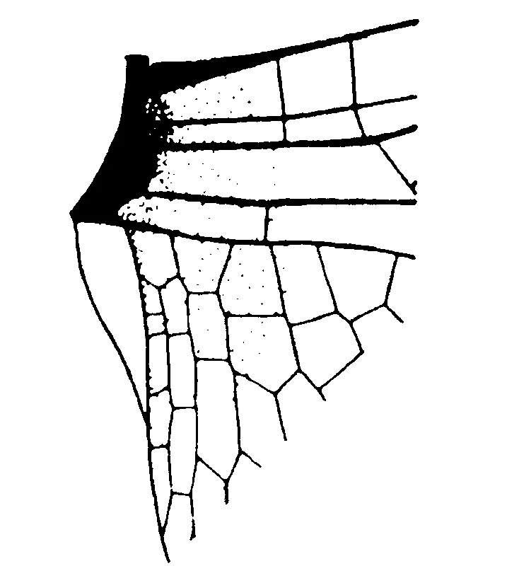 couplet drawing